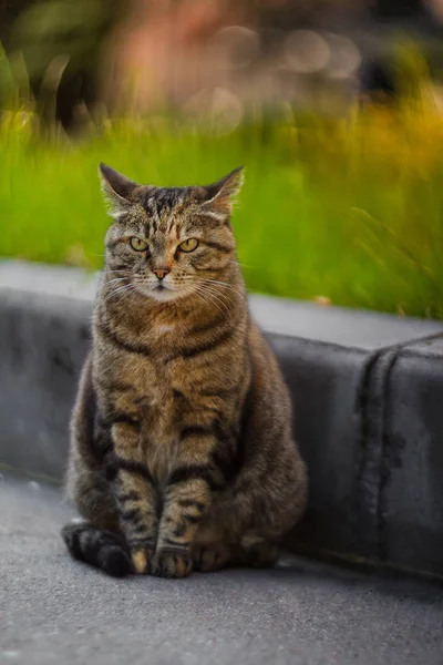 yolda ciddi bir kedi