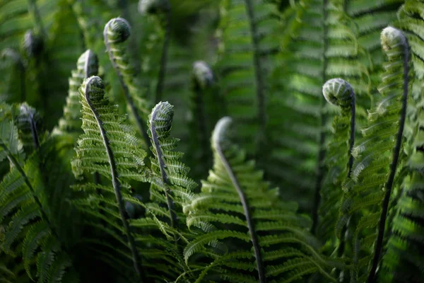 Yazın ormanda eğreltiotu