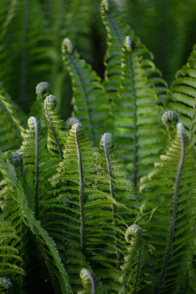 Yazın ormanda eğreltiotu