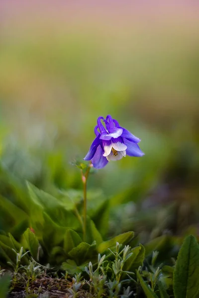 Botanik bahçesinde Aquilegia