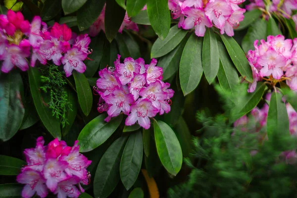 Bahçedeki çiçekler