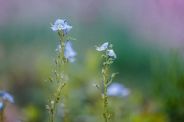 Bahçedeki çiçekler