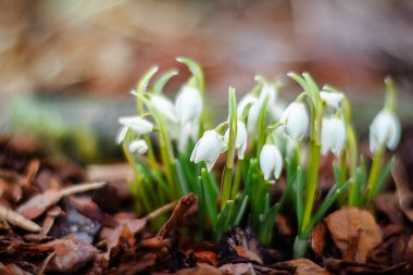 Baharın başlarında kar damlaları