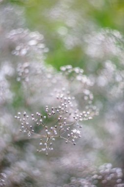 doğanın güzel çiçekler