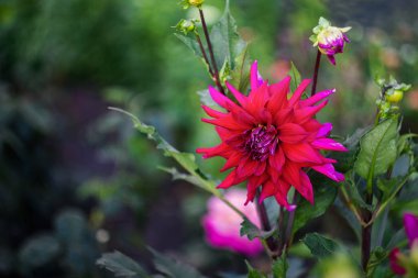 doğanın güzel çiçekler