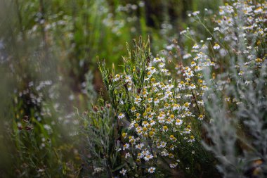 doğanın güzel çiçekler