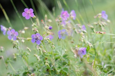 doğanın güzel çiçekler