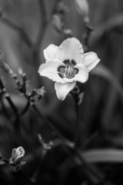 doğanın güzel çiçekler