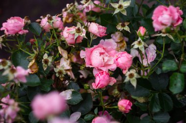 doğanın güzel çiçekler