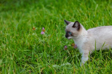 doğanın güzel çiçekler