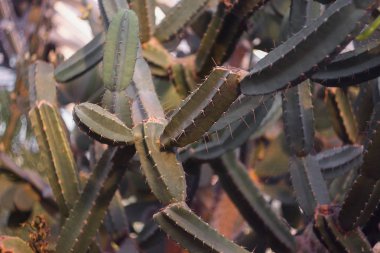 Botanik bahçesindeki kaktüs