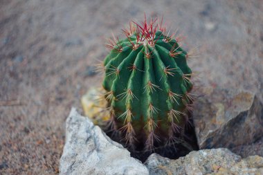 Botanik bahçesindeki kaktüs