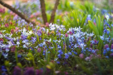 Botanik Bahçesinde Çiçekler