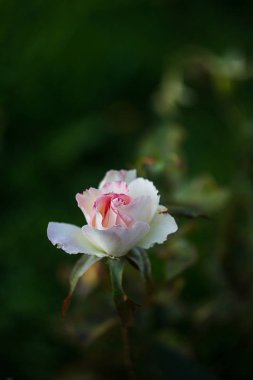 Botanik Bahçesinde Çiçekler