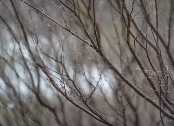 dalları güz yaprakları olmadan