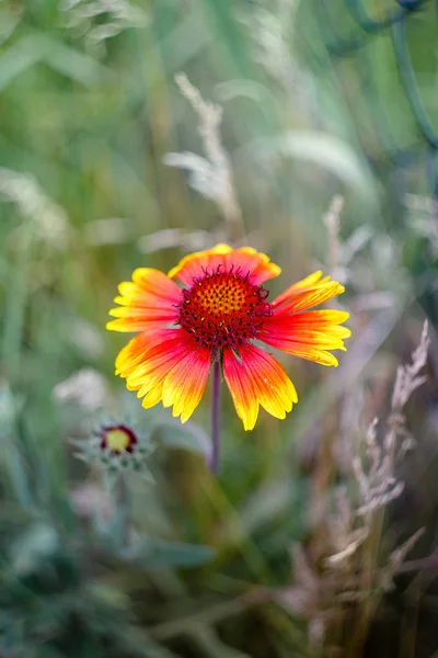 Bahçedeki çiçekler