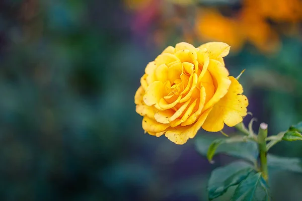 doğanın güzel çiçekler