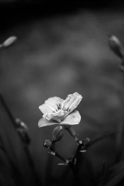 doğanın güzel çiçekler