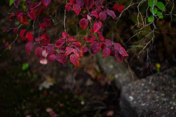 Kırmızı yapraklı çalı