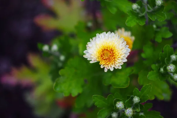 Botanik Bahçesinde Çiçekler