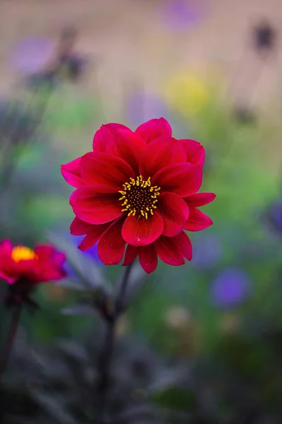 Botanik Bahçesinde Çiçekler