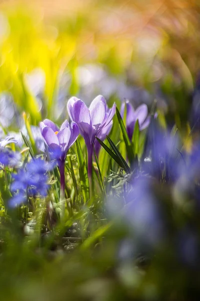 Botanik Bahçesinde Çiçekler