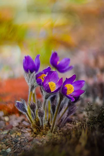 Botanik Bahçesinde Çiçekler