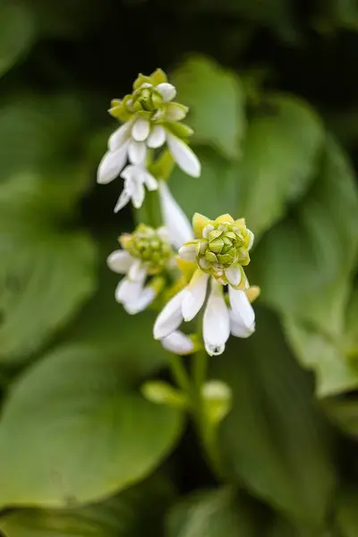 Botanik Bahçesinde Çiçekler