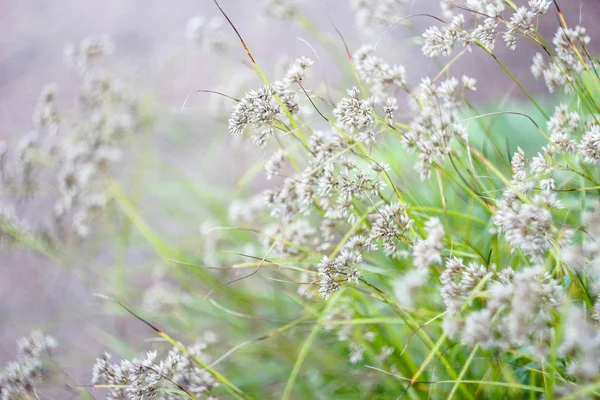 Bahçedeki küçük kır çiçekleri beyaz