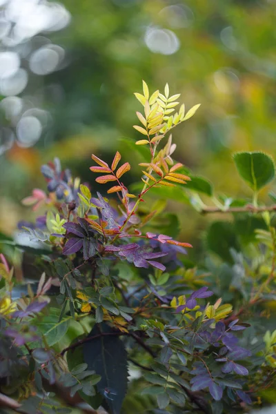 Bush Colorful Leaves — Stock Photo, Image