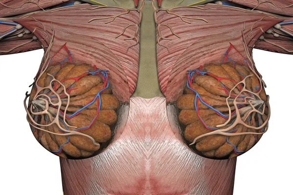 Anatomia kobiecych piersi. renderowania 3D — Zdjęcie stockowe