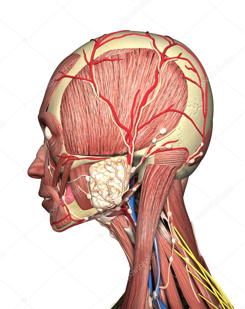 Anatomy of head side view 3D rendering — Stock Photo © petrovv 126462778