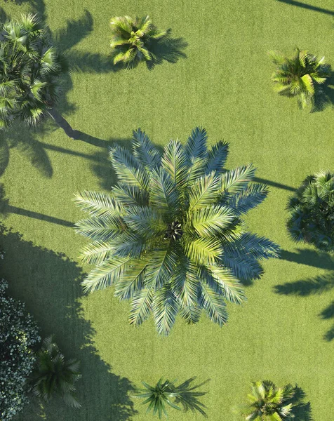 Δέντρο ανάμεσα σε τροπικά φυτά. το Top view. 3D rendering — Φωτογραφία Αρχείου