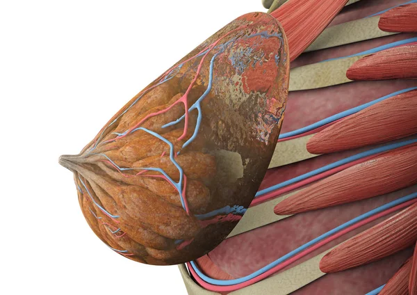 Anatomie der weiblichen Brust. 3D-Darstellung — Stockfoto