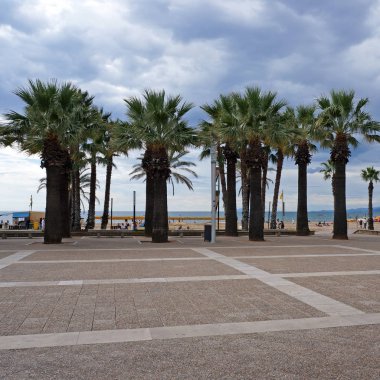 Satır ve palmiye ağaçlarının şehir beach