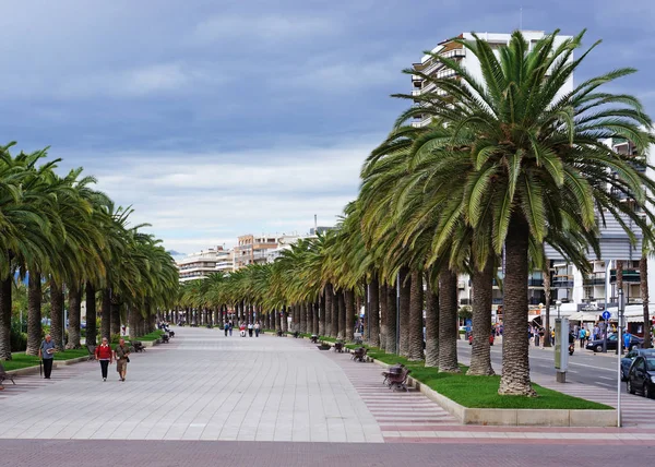 一排排的棕榈树在城市的小巷 — 图库照片