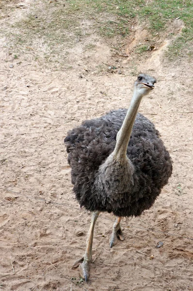 Ostrich look at camera — Stock Photo, Image
