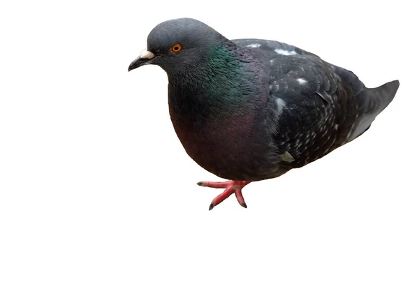 Güvercin gri beyaz bir arka plan üzerine