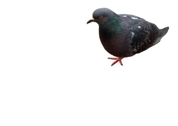 Blue pigeon on a white background
