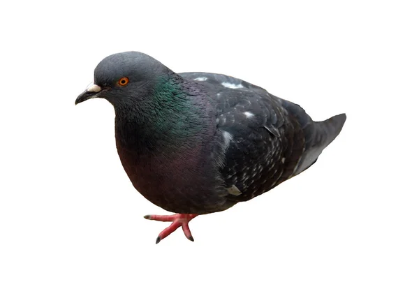 Blue pigeon on a white background