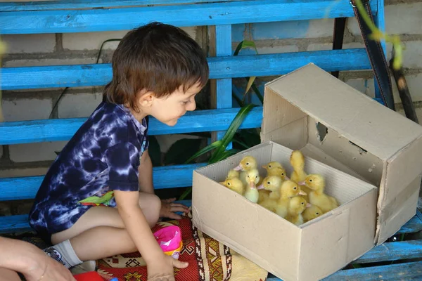 Mutlu çocuk ördekler seyir