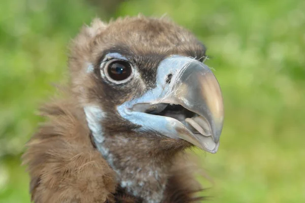 Condor mesafe içine arıyorum