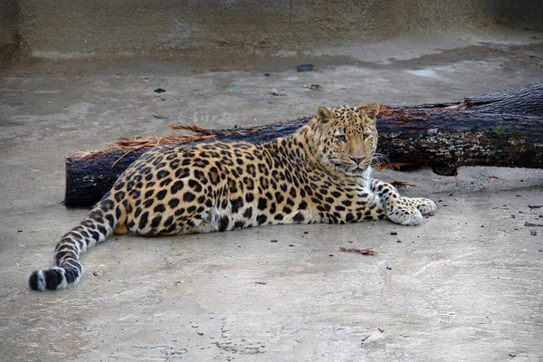Леопард лежит у рухнувшего дерева — стоковое фото