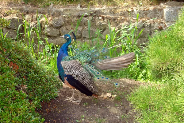 Peacock is on the ground — Stock Photo, Image