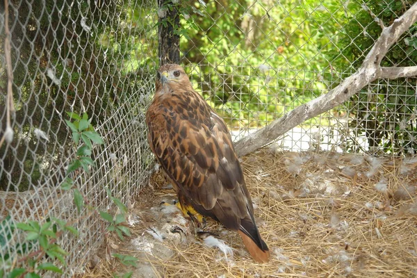 Falcon in a cage — Stock Photo, Image