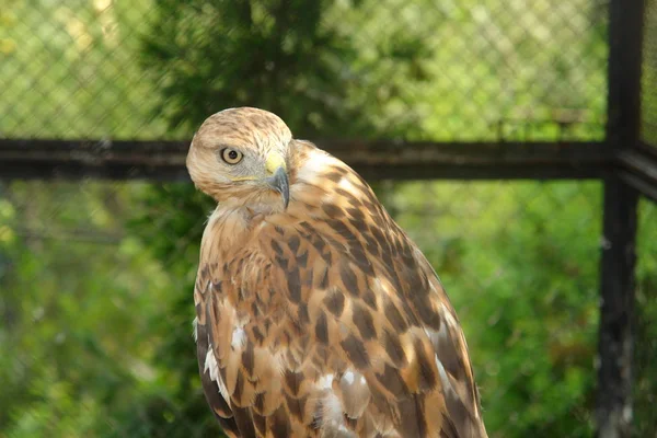De falcon kijkt over zijn schouder — Stockfoto