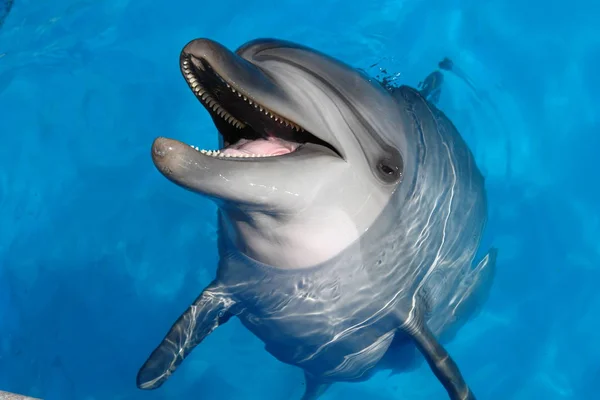 Glücklicher Delfin Lächelnd Öffnete Seinen Mund Und Zeigte Seine Zähne — Stockfoto