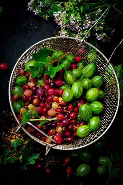 Świeżych, organicznych agrest w durszlak — Zdjęcie stockowe