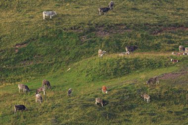 Alpine meadows otlayan inekler