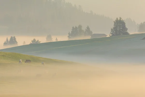 Ομίχλη το πρωί στην Άλπεις, Δολομίτες, Ιταλία — Φωτογραφία Αρχείου